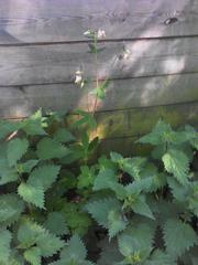 Aquilegia vulgaris