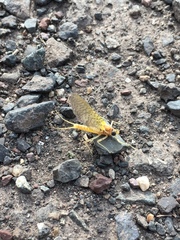 Maccaffertium terminatum terminatum
