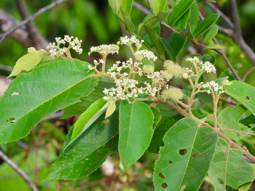 Commersonia bartramia, photograph 5