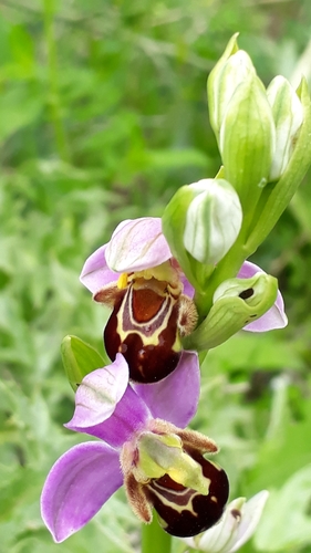 Ophrys apifera image