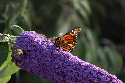 iNaturalist observation photo of Monarch