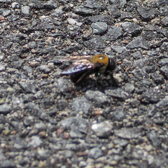 Xylocopa virginica