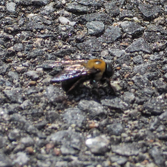 Xylocopa virginica
