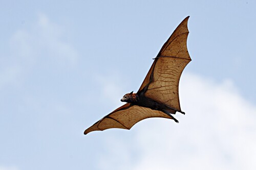 Large Flying-fox