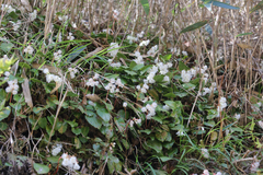 Schizocodon ilicifolius intercedens