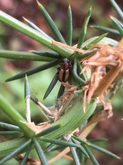 Crioceris paracenthesis