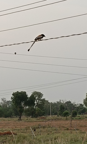 Rufous Treepie