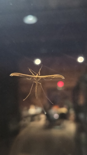 iNaturalist observation photo of Plume Moths
