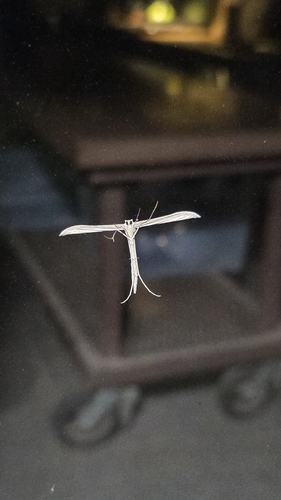 iNaturalist observation photo of Plume Moths