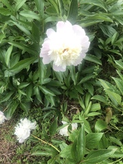 Paeonia