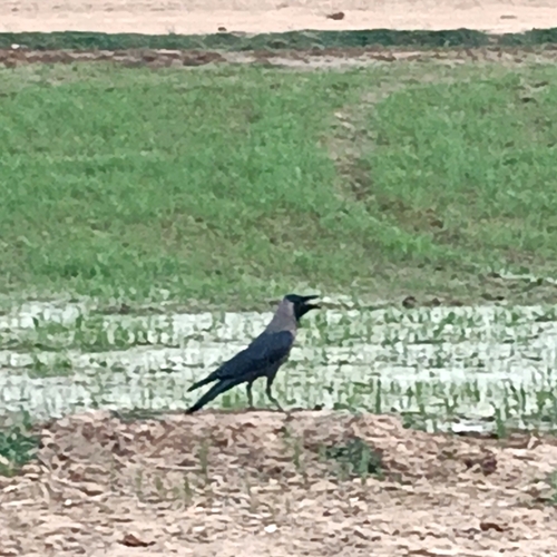 House Crow