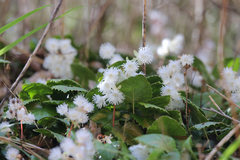 Schizocodon ilicifolius intercedens