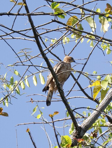 Wallace's Hawk-Eagle (Common)