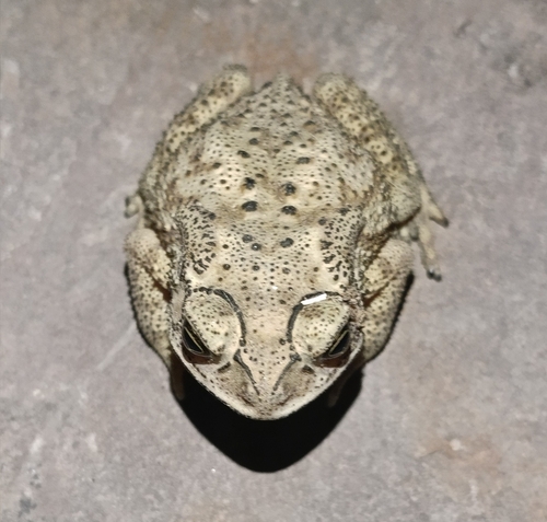 Asian Common Toad
