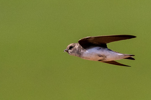 Pale Martin (Riparia diluta), photo 7