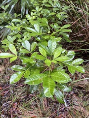 Melicope micrococca