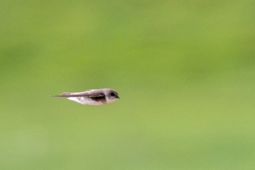 Pale Martin (Riparia diluta), photo 6