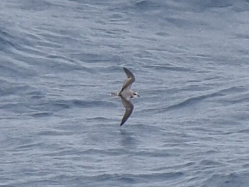 iNaturalist image