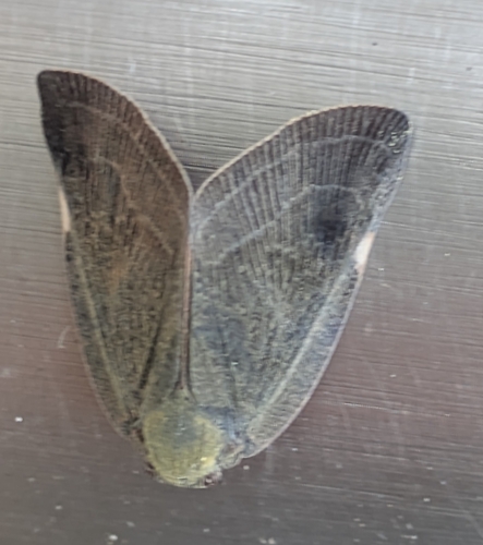 Pochazia shantungensis