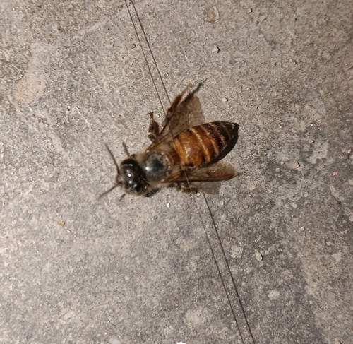 Asian Honey Bee