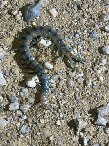 iNaturalist observation photo of Common Desert Centipede