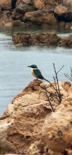 Sacred Kingfisher