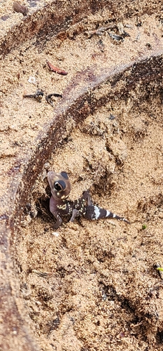 Thick-tailed Barking Gecko