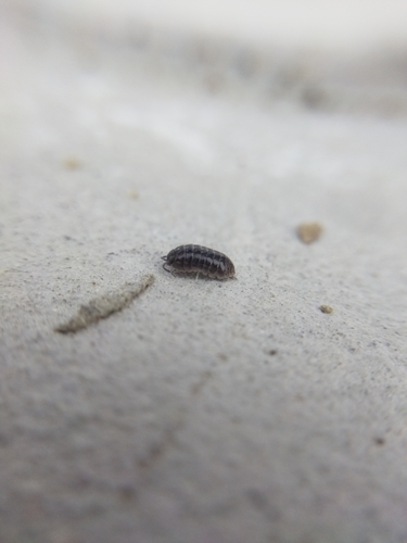 Common Pill Woodlouse