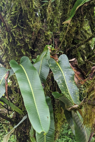 Pyrrosia sheareri, photograph 4