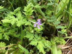Delphinium anthriscifolium