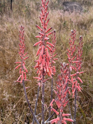 Aloe barbertoniae