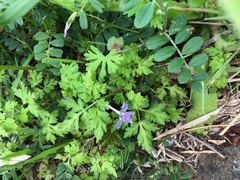 Delphinium anthriscifolium