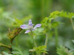 Delphinium anthriscifolium