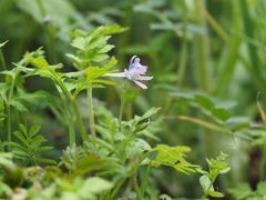 Delphinium anthriscifolium