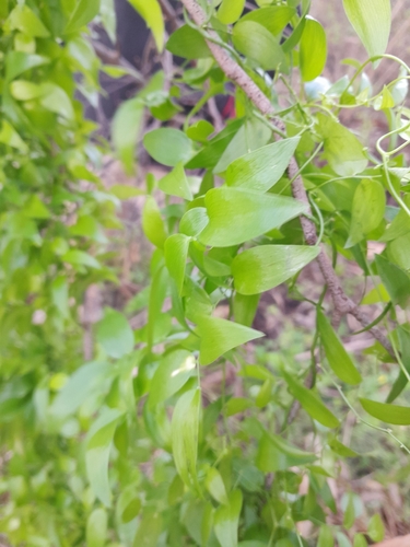 Cape Smilax