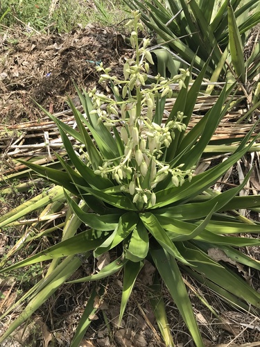 Yucca gigantea