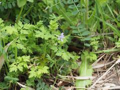 Delphinium anthriscifolium