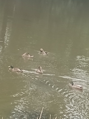 Mallard