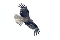 Black-eared Kite