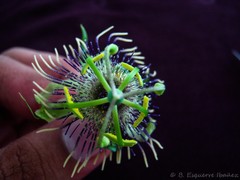 Passiflora jaenensis