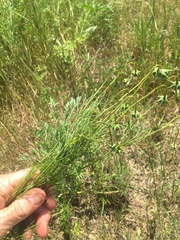Bifora americana