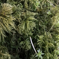 Thamnobryum alopecurum