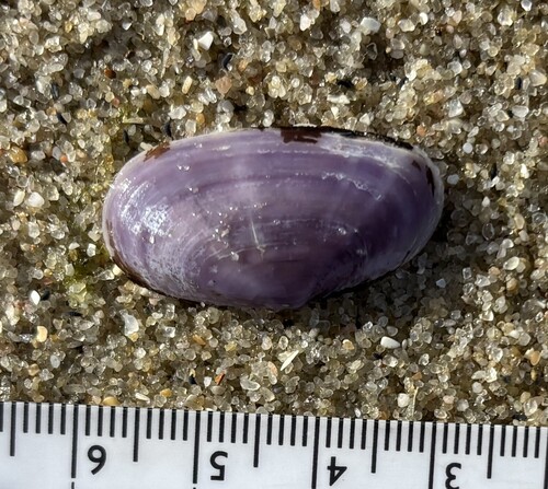 Hiatula alba, 2026-06-30