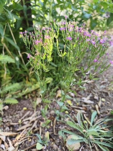 Slender Centaury