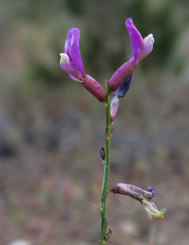 Astragalus casei observed 2026-06-08