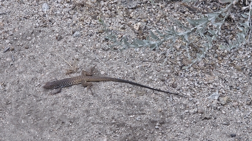 iNaturalist observation photo of Western Whiptail