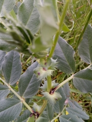 Vicia narbonensis image