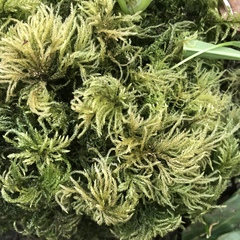 Thamnobryum alopecurum