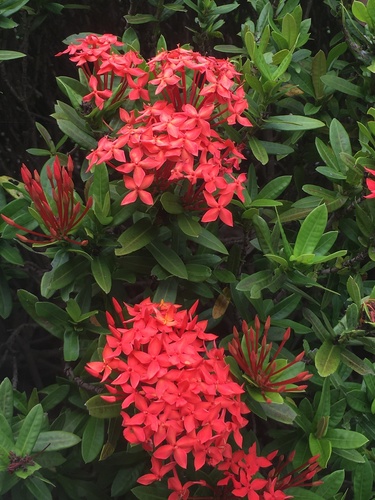 Jungle flame