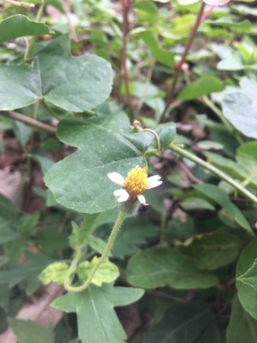 Tridax Daisy